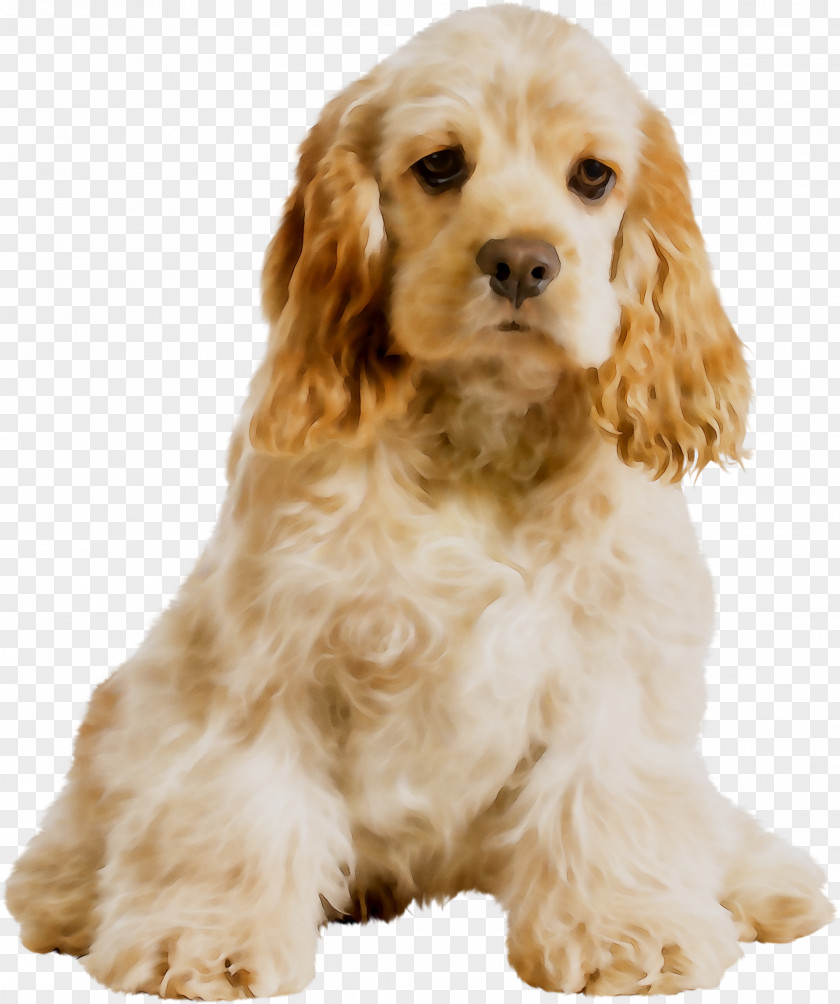 American Cocker Spaniel English Cavalier King Charles Field PNG