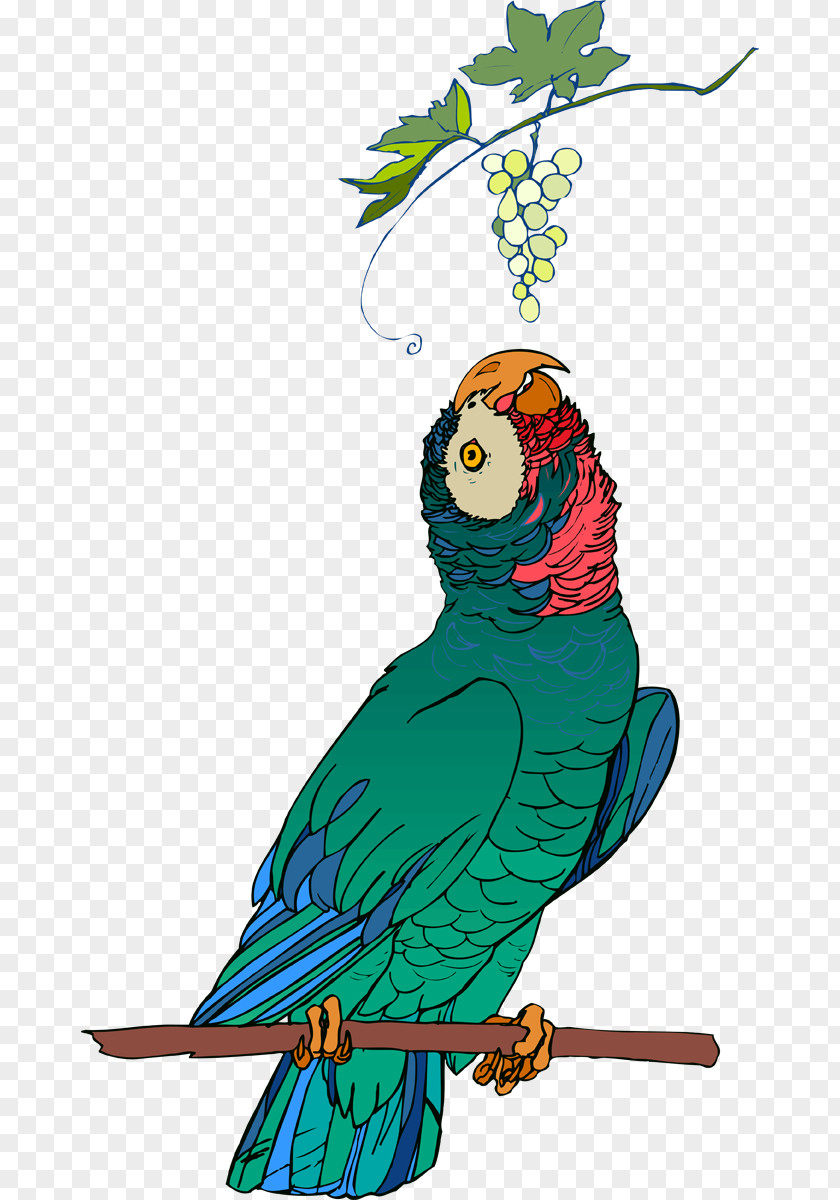 Cat Bird Macaw Illustration Feather Parakeet Beak PNG
