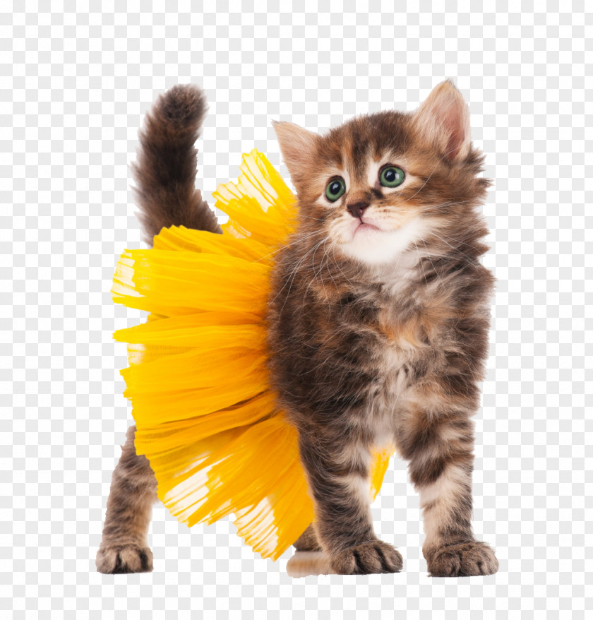 Cat Wearing A Skirt Kitten Halloween Costume Stock Photography PNG