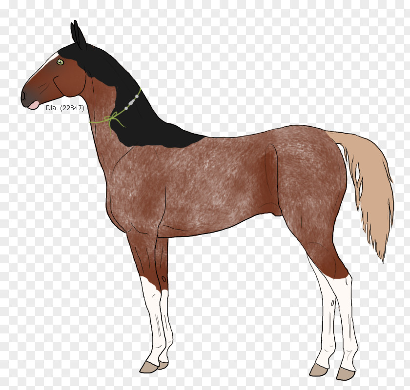 Mustang Equestrian Sport Horse Blanket Horze PNG