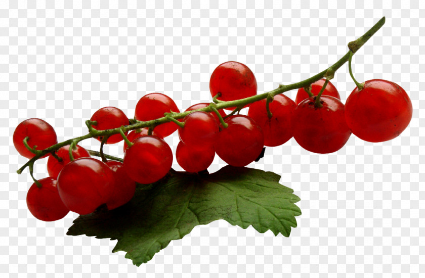 Redcurrant Poster Berries Blackcurrant Image PNG