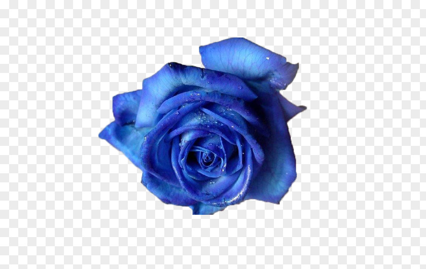 Romantic Aesthetic BLUELOVER Blue Rose Flower Clip Art PNG