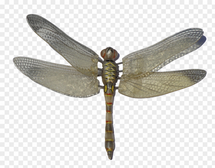Dragonfly Icon Computer File PNG