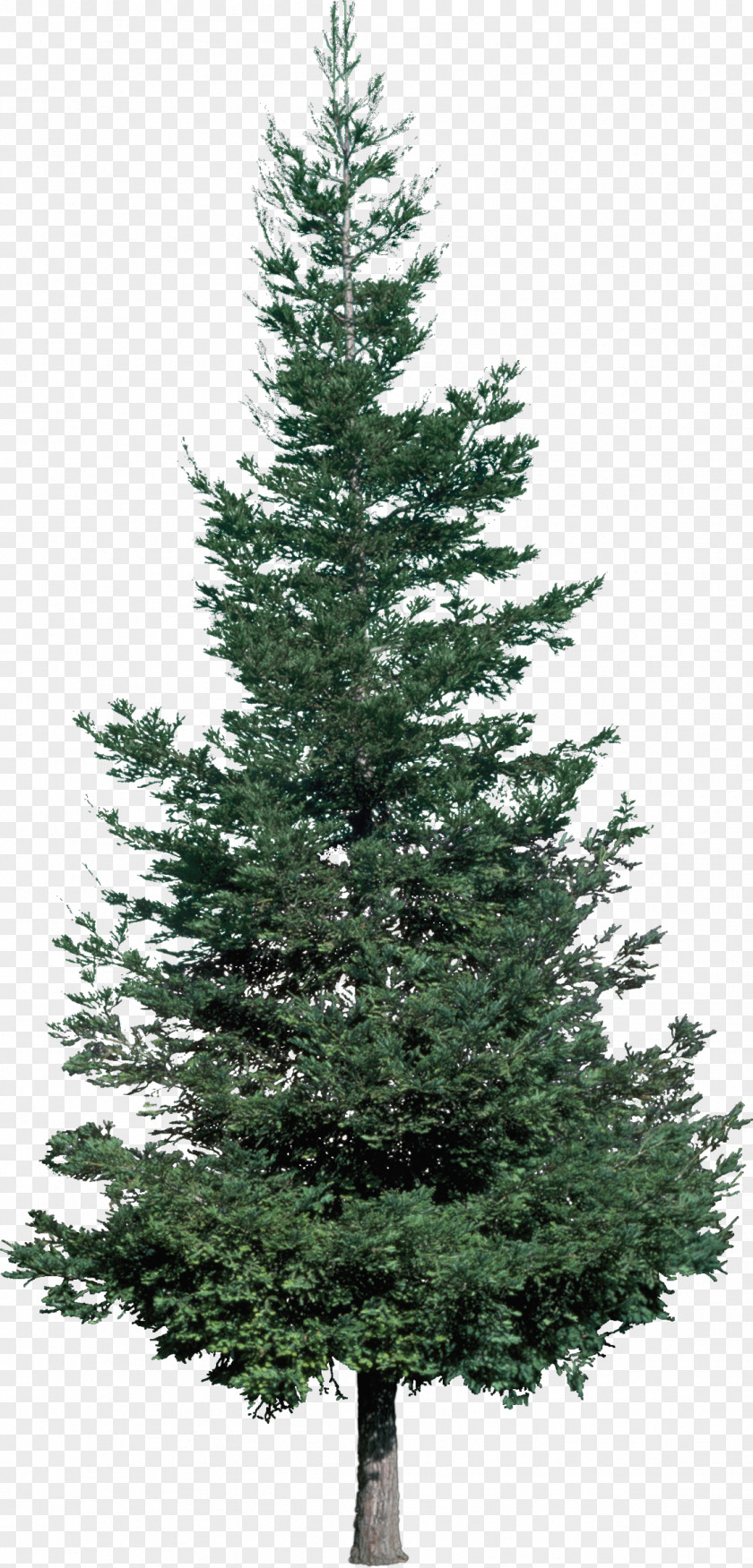 Pine Tree Christmas Fir PNG