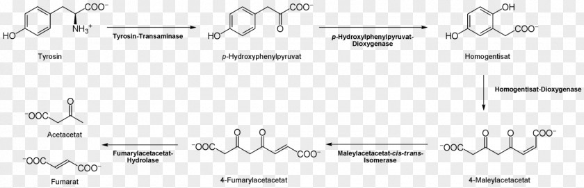 Tyrosine Citric Acid Cycle Proteinogenic Amino Thyroxine PNG