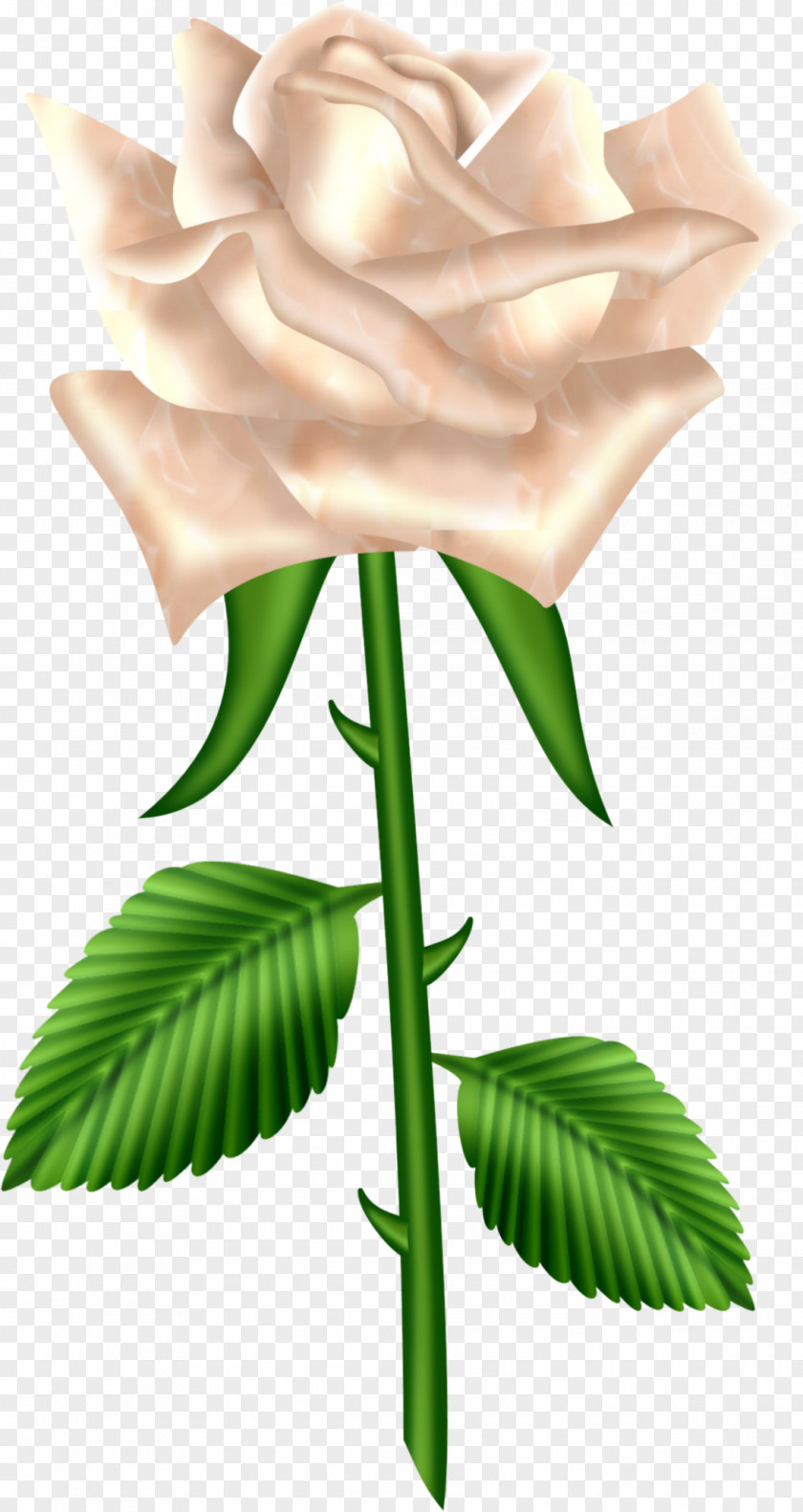 White Rose Clip Art PNG