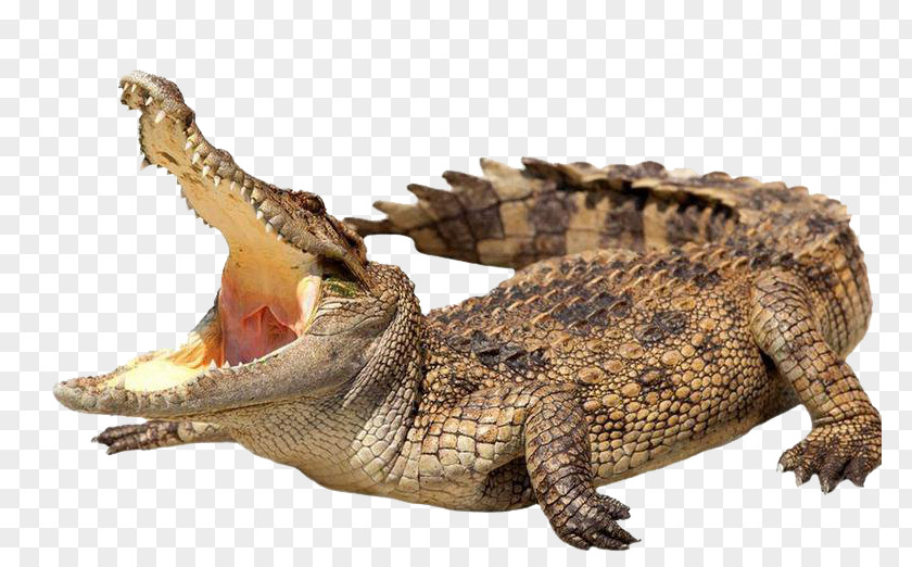 Wild Crocodile Alligator Stock Photography Stock.xchng Royalty-free PNG