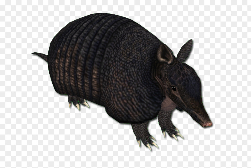 Armadillo Peccary Snout Terrestrial Animal PNG