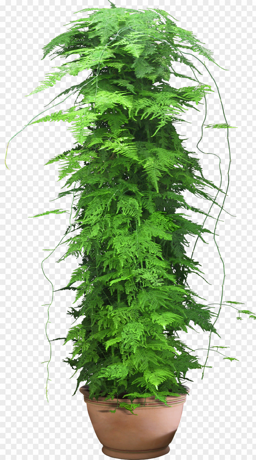 Flower Pot Web Template Plant PNG