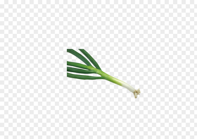 Garlic Vegetable PNG