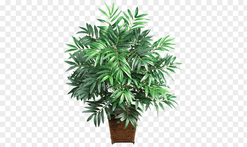 Palm Trees PNG