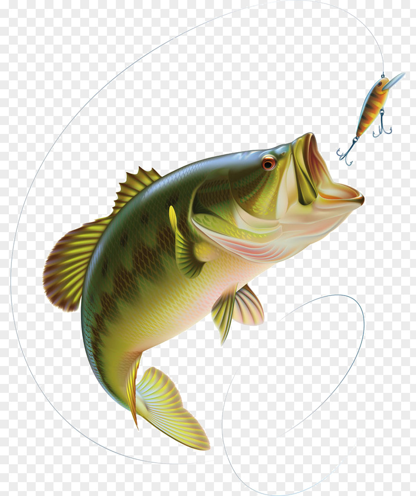 Bait Fish Largemouth Bass Clip Art PNG