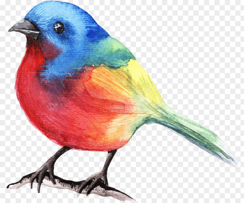 Parrot Gif Bird Beak Image PNG