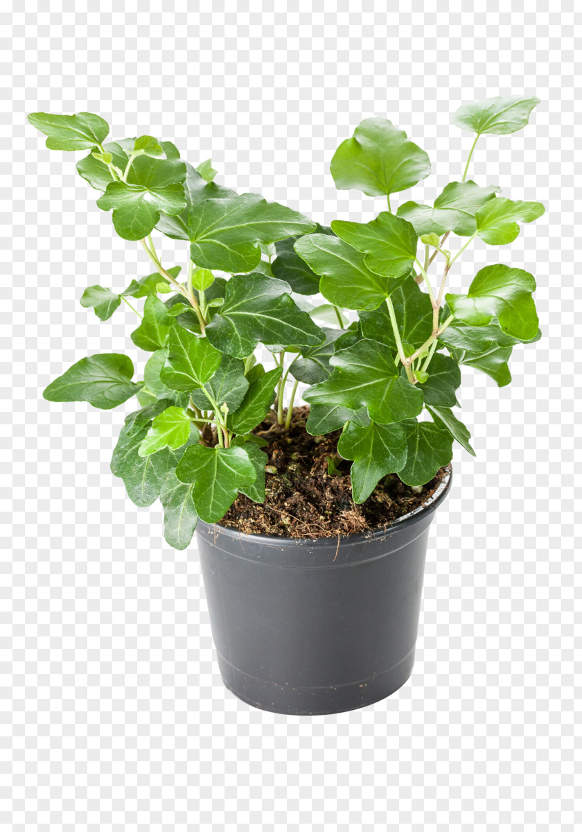 Plant Common Ivy Houseplant Fatshedera Lizei Geraniums PNG