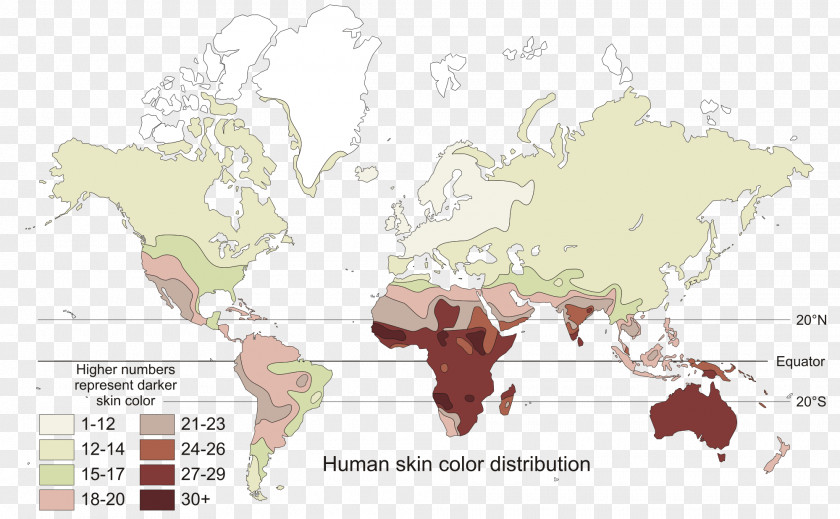 Color Map Human Skin Genetics Polygene PNG