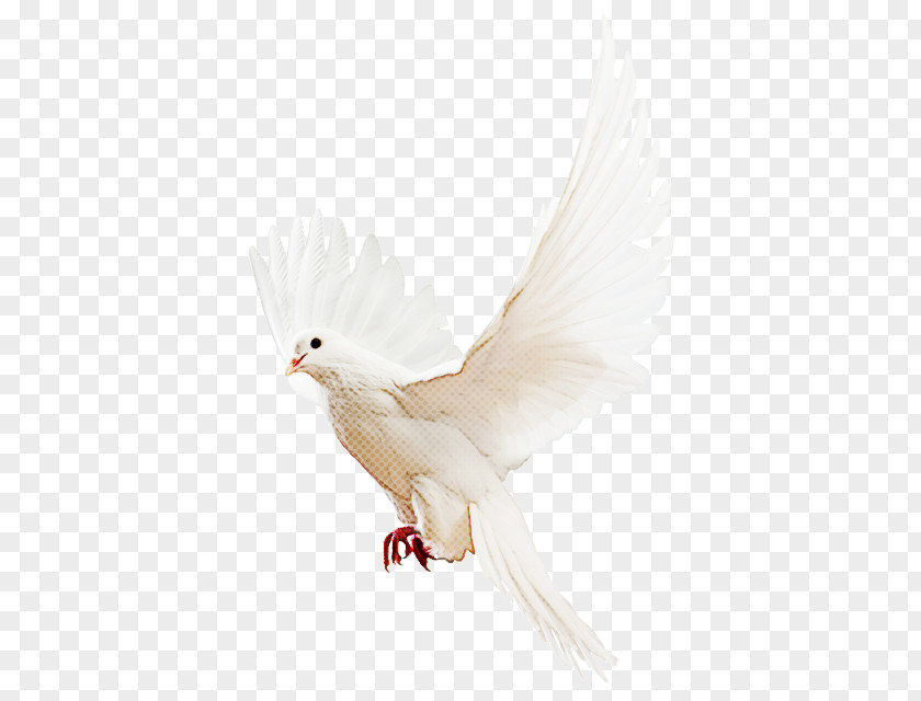 Feather PNG