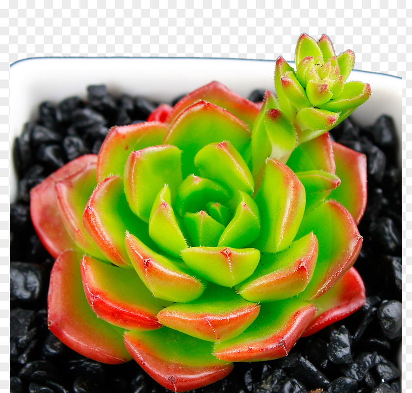 Fleshy Plant Dili Asia Succulent PNG