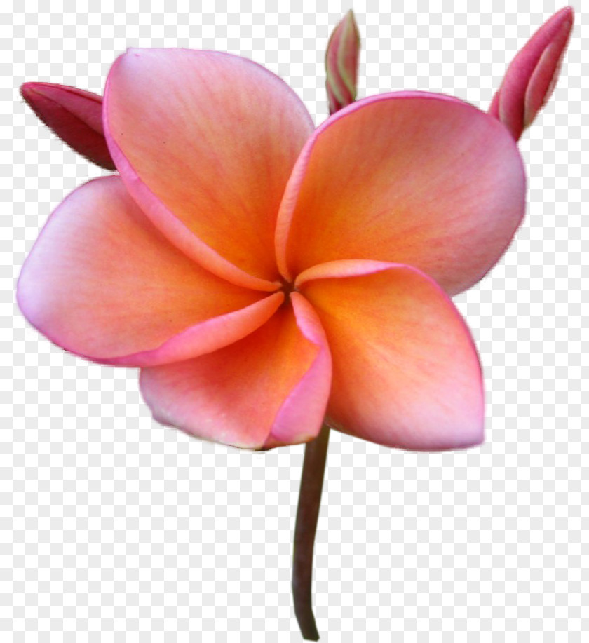 Flower Frangipani Stock Photography Clip Art PNG