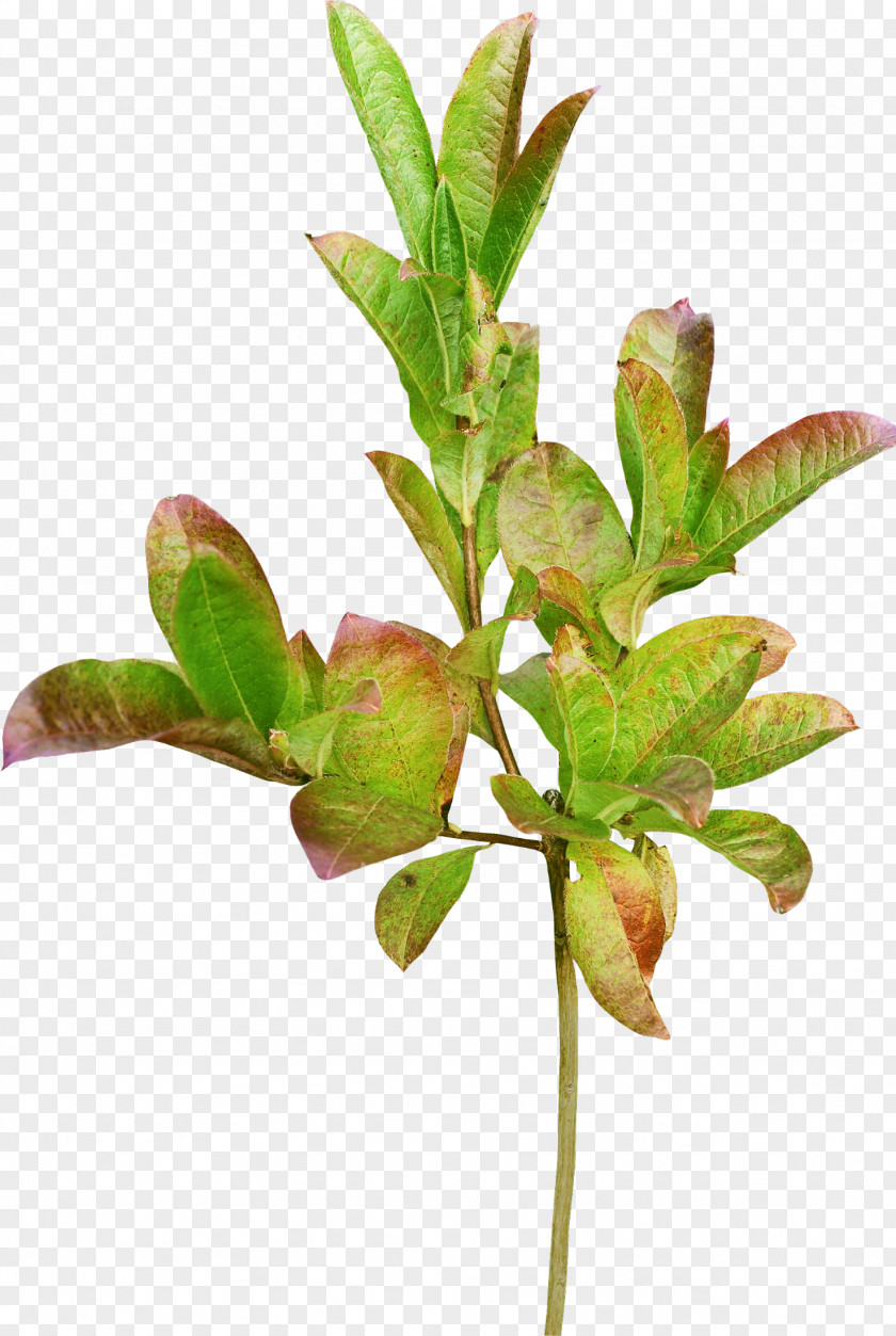 Foliage Leaf Branch Green PNG