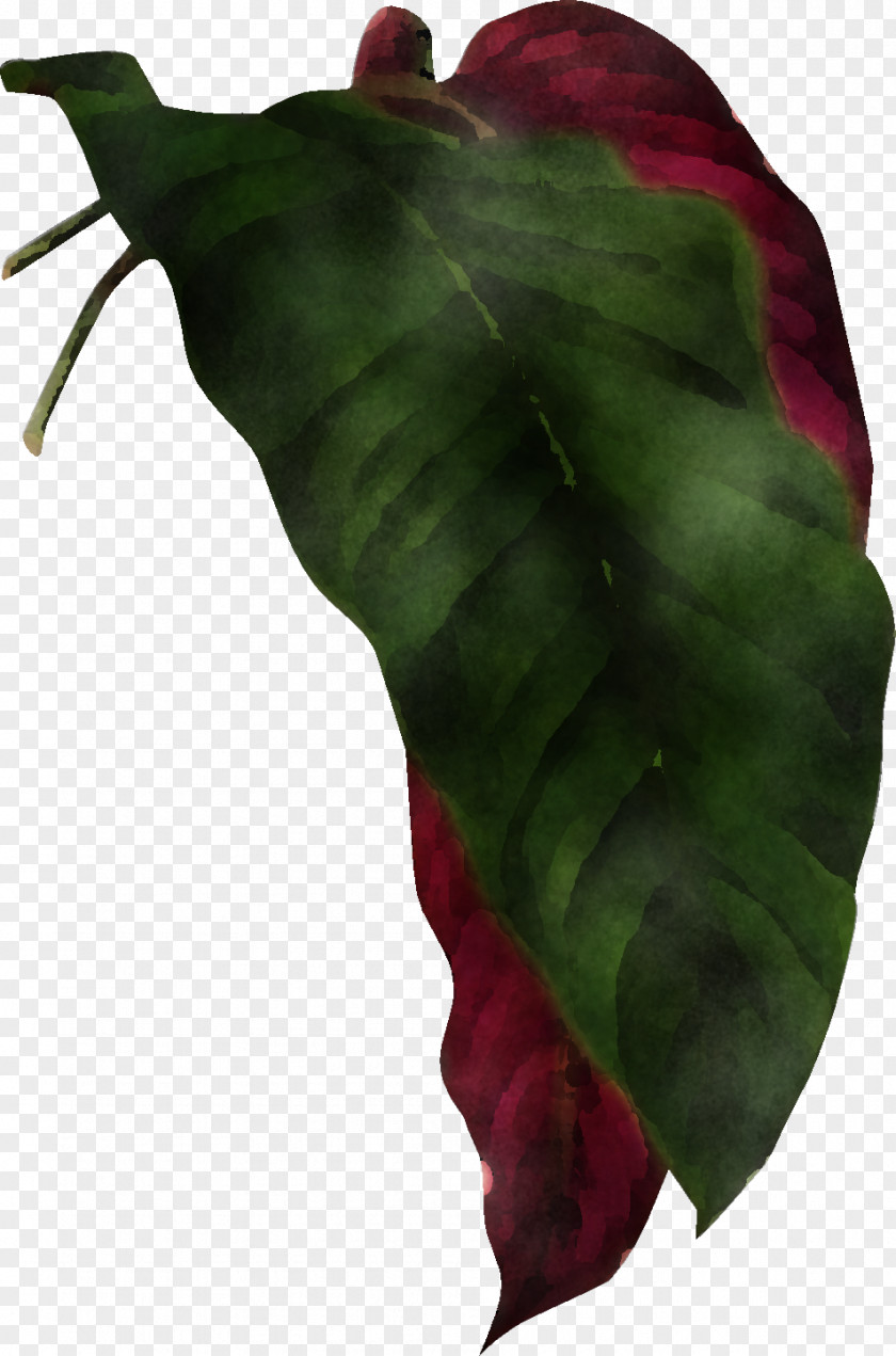 Leaf Plant Structure Biology Science PNG