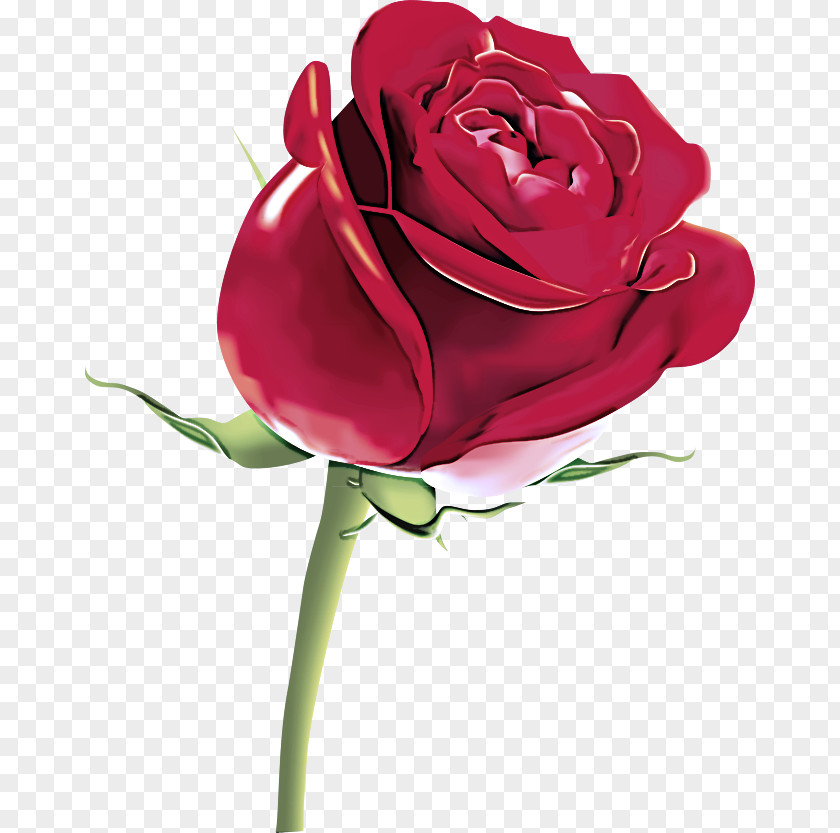 Plant Hybrid Tea Rose Garden Roses PNG