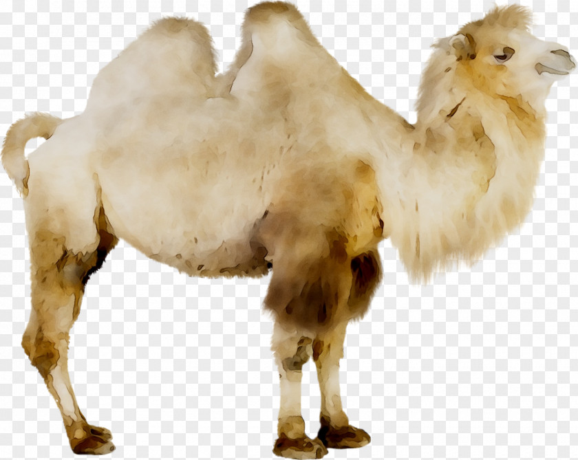 Camel GIF Royalty-free Image Stock Photography PNG