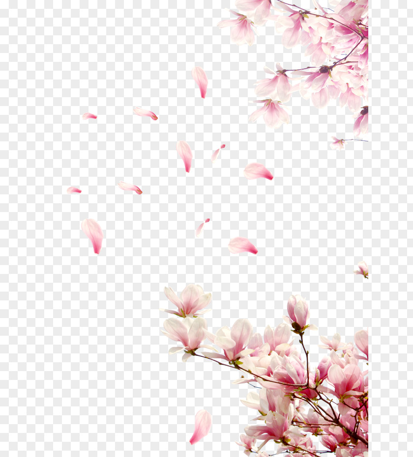 Cherry Blossom Clip Art PNG