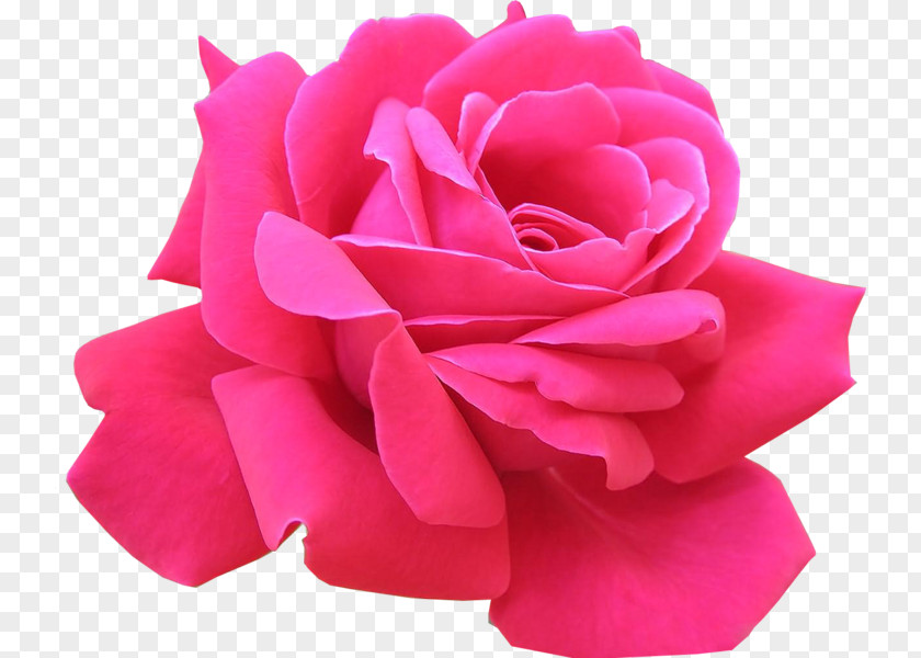 Clip Art Rose Pink Flowers PNG