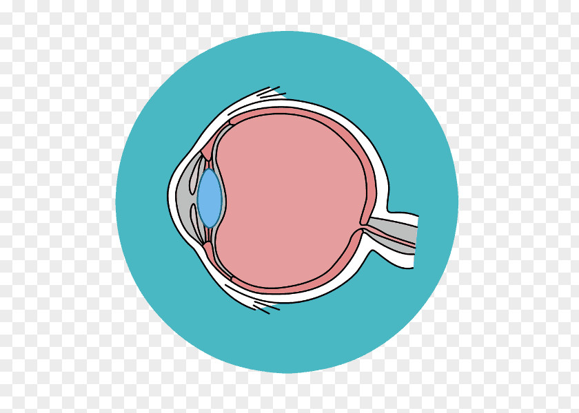 Eye Clip Art Retina Visual Perception Glaucoma PNG