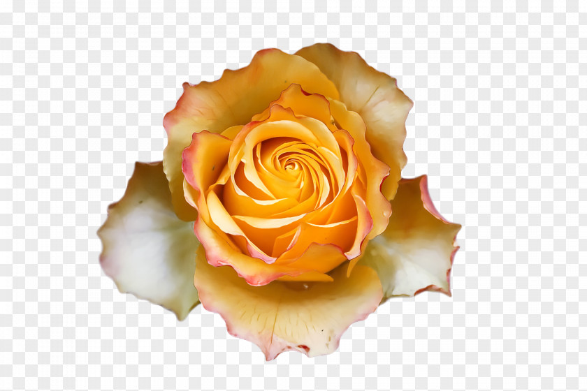 Garden Roses PNG