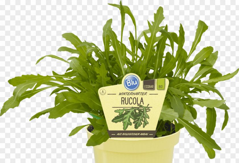 Vegetable Leaf Organic Food Herb Parsley PNG