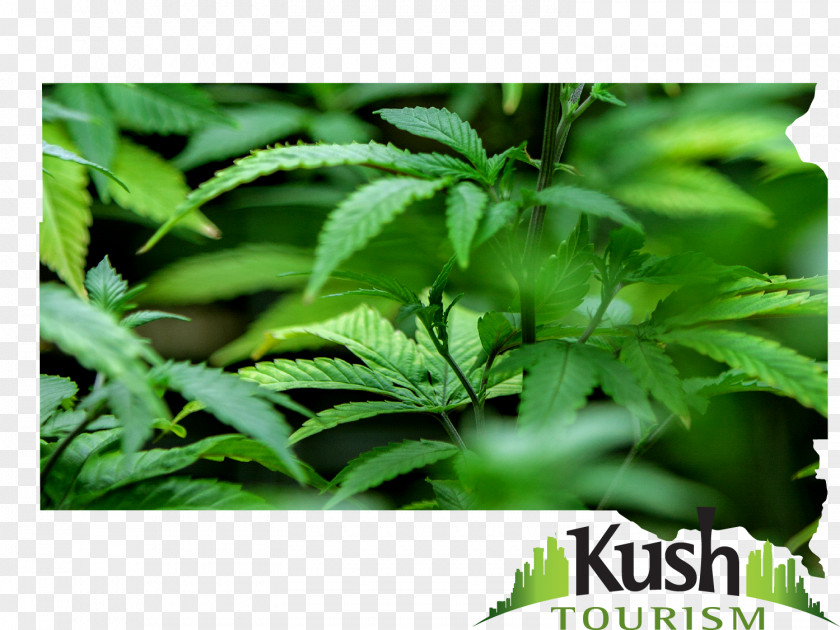 Weed California Lodging Hemp Leaf Cannabis Herb PNG