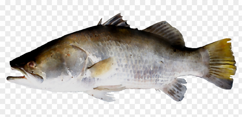 Common Carp Fish Barramundi Tilapia PNG