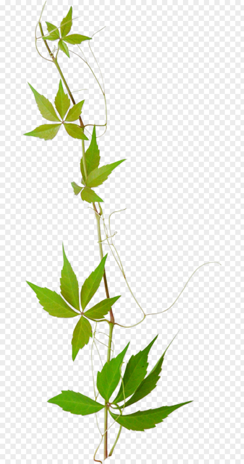 Leaf Kiss Clip Art Branch Twig PNG