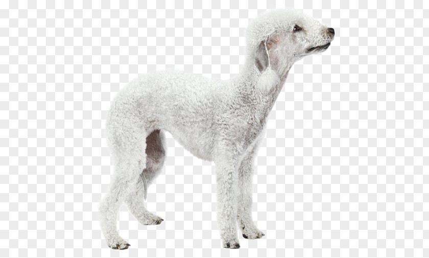 Terrier Dog Breed Saluki Spanish Greyhound Sloughi Borzoi PNG