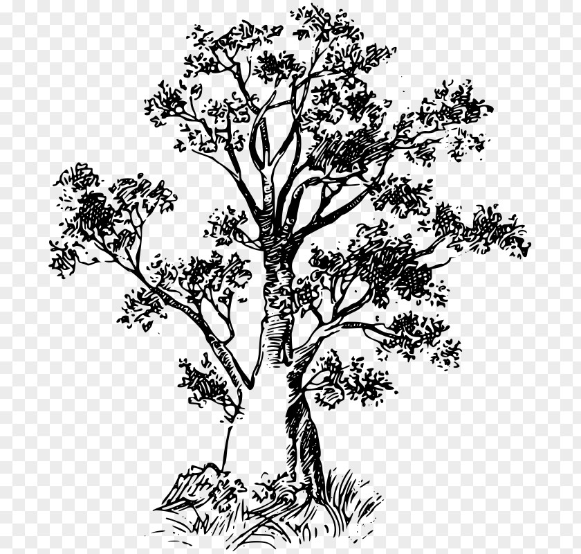 Tree Pull Down Baobab Clip Art PNG