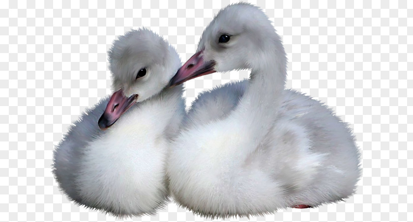 Bird Cygnini Duck Goose Cisnes Y Gansos PNG