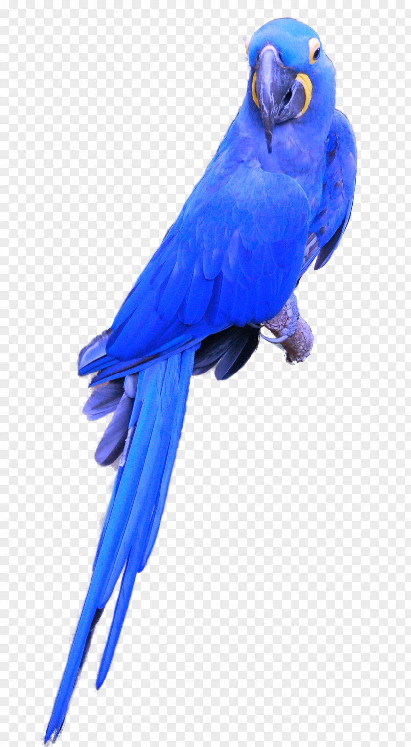 Parrot Budgerigar Bird Hyacinth Macaw Cockatiel PNG
