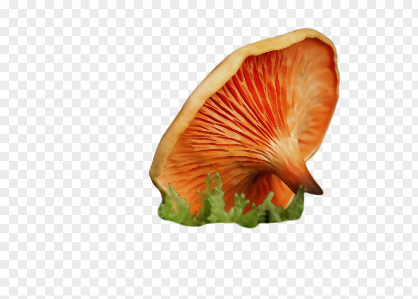 Petal Mushroom Orange PNG