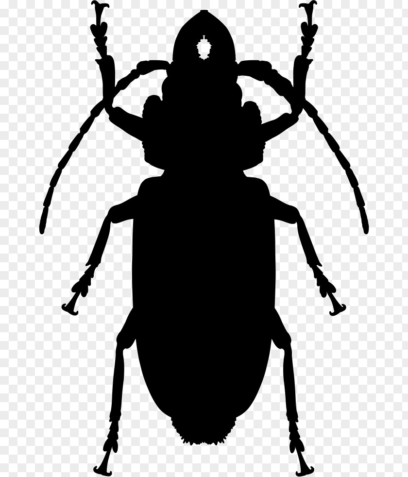 Cockroach Insect PNG