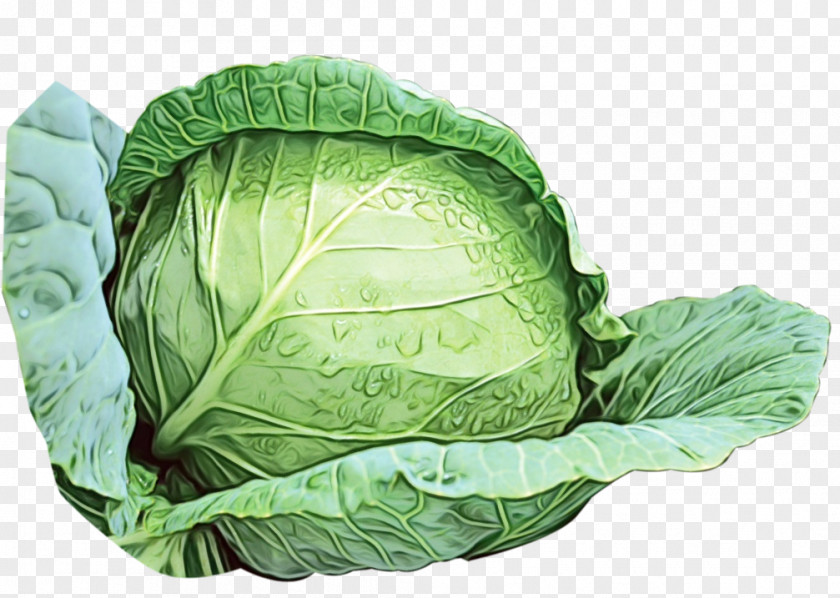 Leaf Vegetable Cabbage Savoy Collard Komatsuna PNG