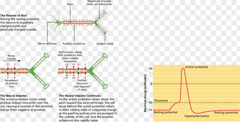 Neurons Psychology: An Exploration Neuron Action Potential Axon Electric Charge PNG