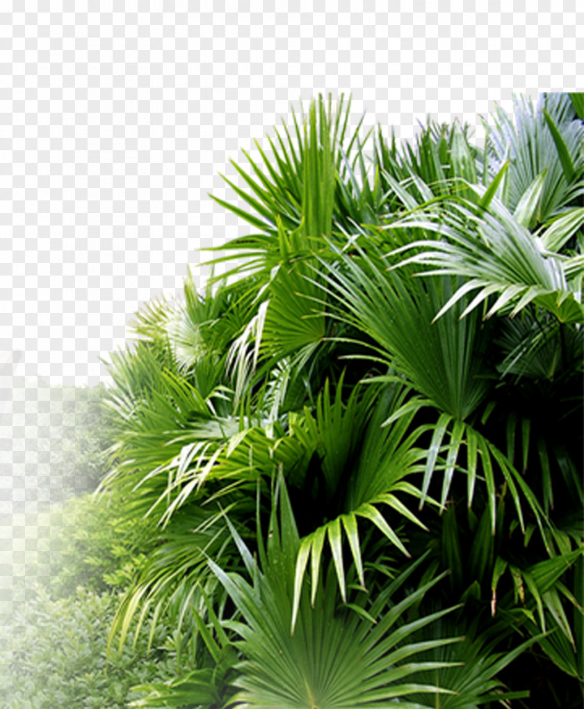 Plant Gardening Asian Palmyra Palm Leaf Ornamental Horticulture PNG