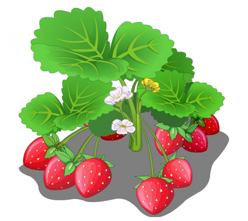Strawberry Fruit Cartoon PNG
