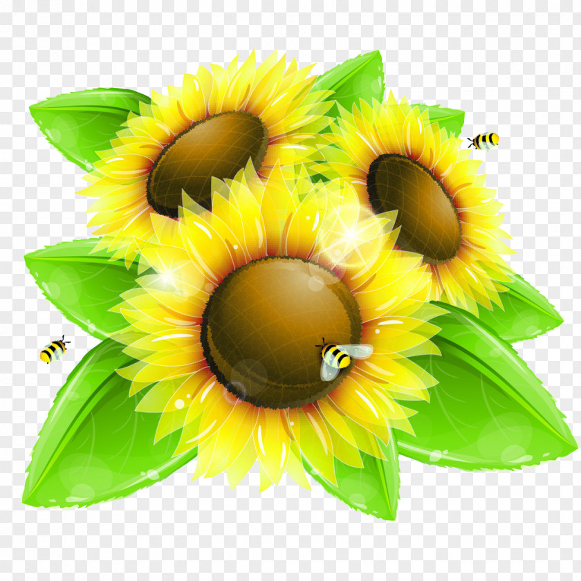 Sunflower Common Drawing Euclidean Vector Illustration PNG