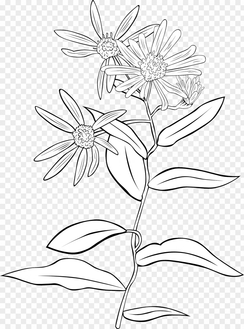 A Wild Chrysanthemum Shrubs & Trees Garden Plant Clip Art PNG