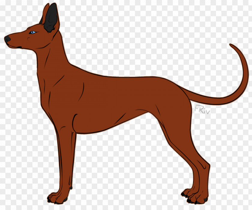 American Kennel Club Dog Breed Pharaoh Hound Whiskers Macropodidae Snout PNG