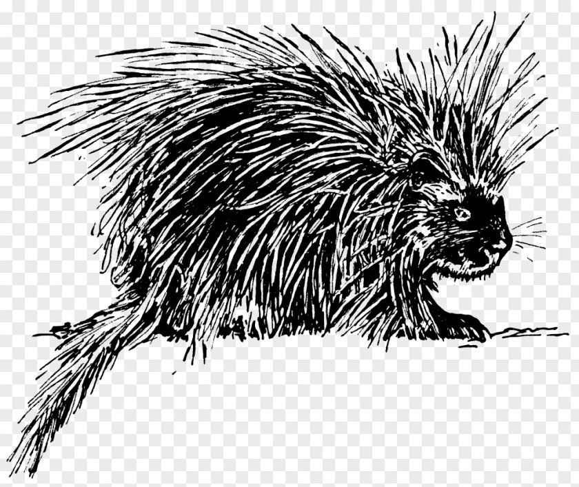 Hedgehog Porcupine Drawing Clip Art PNG