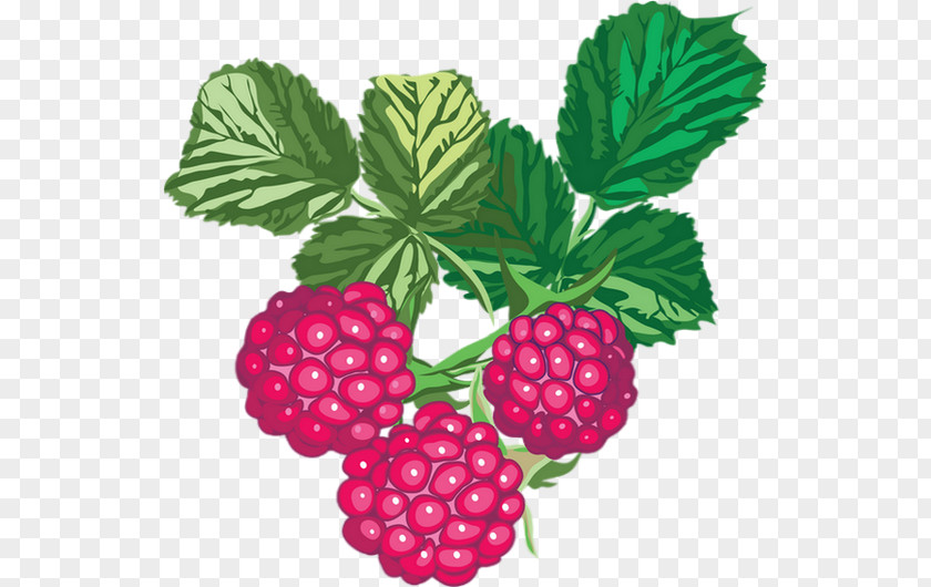 Raspberries Fruit PNG