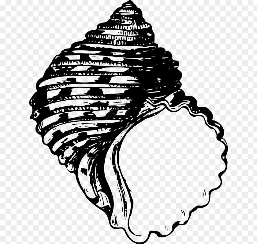 Seashell Animal Illustrations Gastropod Shell PNG